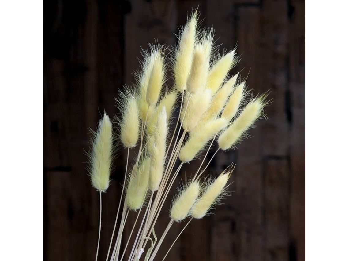 Flor Seca De Pampa Natural Grama De Cauda De Coelho Buquê Lagurus