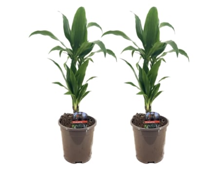 Plantas Verdes PLANT IN A BOX Dracaena Deremensis 'Janet Craig' Conjunto de 2 Pote 17Cm Altura 60-70Cm