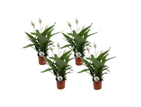 Plantas com Flores PLANT IN A BOX Spathiphyllum Lima Conjunto de 4 Pote 12Cm Altura 60-75Cm