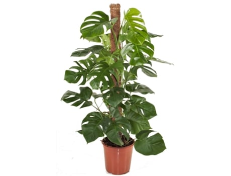 Plantas Verdes PLANT IN A BOX Monstera Deliciosa Conjunto de 1 Pote 24Cm Altura 120-130Cm