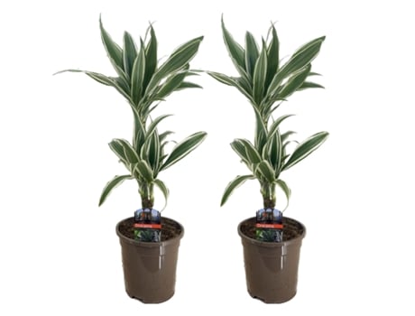 Plantas Verdes PLANT IN A BOX Dracaena Deremensis 'White Stripe' Conjunto de 2 Pote 17Cm Altura 60-70Cm