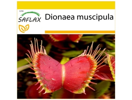 SAFLAX Conjunto de Cultivo Planta Carnívora Dionaea Muscipula 10 Sementes com Mini Estufa Substrato de Cultivo e 2 Vasos