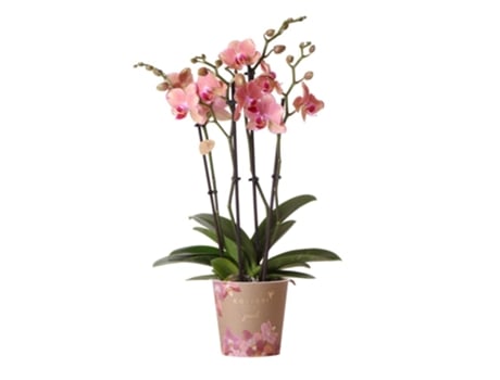 Orquídeas Beija-Flor Orquídea Phalaenopsis Laranja-Rosa Jewel Pirate Picotee Tamanho Do Vaso 12Cm Recém-Colhido Do Produtor KOLIBRI ORCHIDS