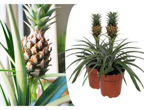 Plantas Verdes PLANT IN A BOX Ananas Comosus 'Mi Amigo' Conjunto de 2 Pote 12Cm Altura 35-45Cm