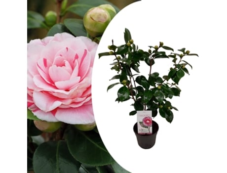 Plantas com Flores PLANT IN A BOX Camellia Japonica Bonomiana Conjunto de 1 Pote 15Cm Altura 50-60Cm