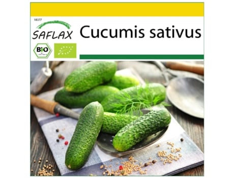 SAFLAX Conjunto de Cultivo Orgânico Pepino Uva Do Sopé Cucumis Sativus 15 Sementes com Mini Estufa Substrato de Cultivo e 2 Vasos