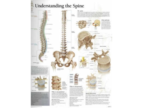 Livro Understanding the Spine Paper Poster de Scientific Publishing Ltd (Inglês)