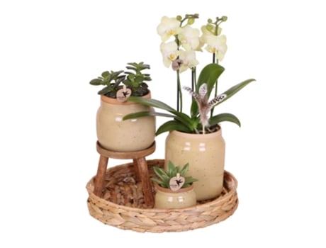 KOLIBRI ORCHIDS Conjunto de Plantas Verdes com Orquídea Phalaenopsis Amarela em Vasos Ornamentais Vintage e Bandeja de Jacintos