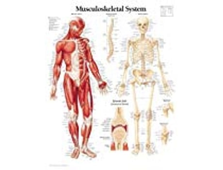 Livro Musculoskeletal System Chart Laminated Wall Chart de Scientific Publishing (Inglês)