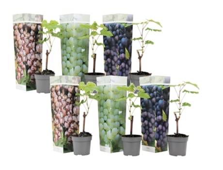 Árvores de Fruto PLANT IN A BOX Vitis Vinifera 'Cabernet Franc' 'Pinot Gris' 'Chardonnay' Conjunto de 6 Pote 9Cm Altura 25-40Cm