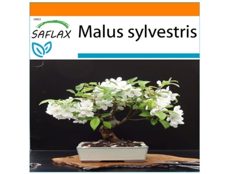 SAFLAX Garden In The Bag Maçã Selvagem Europeia Malus Sylvestris 30 Sementes com Substrato de Cultivo em Saco Prático e Automontante