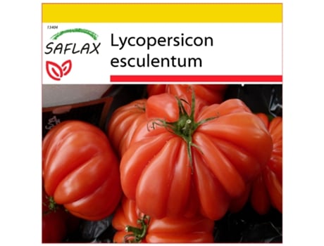 SAFLAX Conjunto de Cultivo Tomate Costoluto Genovese Lycopersicon Esculentum 10 Sementes com Mini Estufa Substrato de Cultivo e 2 Vasos