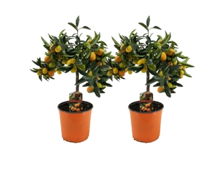 Árvores de Fruto PLANT IN A BOX Citrus Microcarpa Fortunella Kumquat Conjunto de 2 Pote 19Cm Altura 50-60Cm