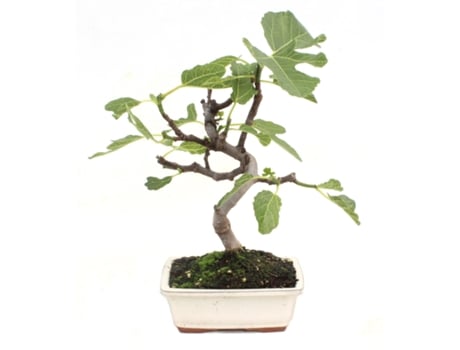 Bonsai Ficus Carica 7 Anos Figueira