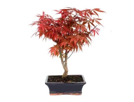 Bonsai Acer Palmatum Atropurpureum 9 Anos