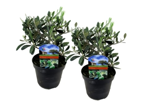 Plantas Mediterrânicas PLANT IN A BOX Olea Europaea Conjunto de 2 Pote 14Cm Altura 25-40Cm