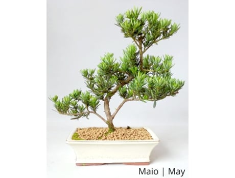 Bonsai Podocarpus de 9 Anos LUSO BONSAI