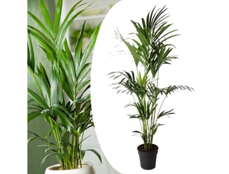 Palmeiras PLANT IN A BOX Howea Forsteriana Conjunto de 1 Pote 24Cm Altura 150-170Cm