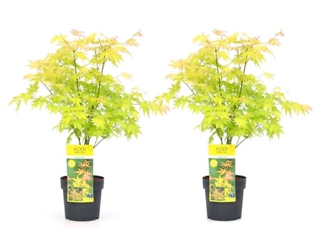 Bordos Japoneses PLANT IN A BOX Acer Palmatum ´Orange Dream´ Conjunto de 2 Pote 19Cm Altura 60-70Cm