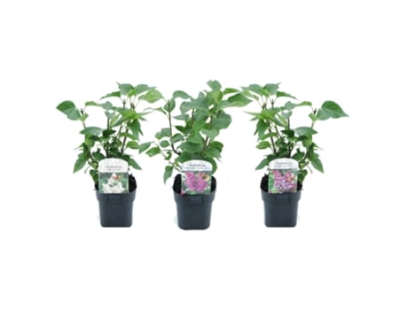 Plantas com Flores PLANT IN A BOX Syringa Vulgaris 'Ludwig Spath' 'Michel Buchner' 'Mme Lemoine' Conjunto de 3 Pote 17Cm Altura 25-40Cm