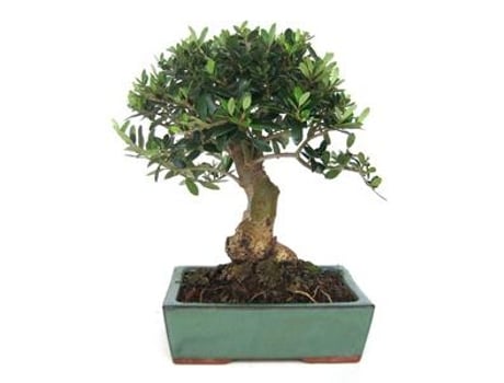 Bonsai Olea Europaea Sylvestris 10 Anos Azambujeiro