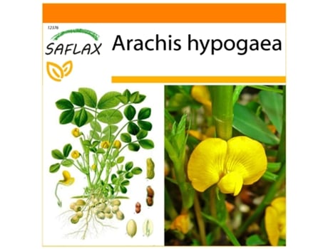 SAFLAX Garden In The Bag Amendoim Arachis Hypogaea 8 Sementes com Substrato de Cultivo em Saco Prático e Automontante