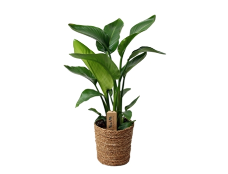 Plantas Verdes PLANT IN A BOX Strelitzia Nicolai Conjunto de 1 Pote 17Cm Altura 55-70Cm