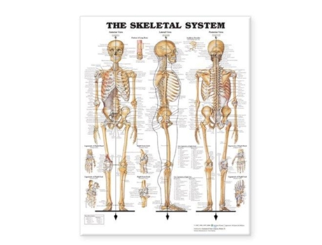 Livro Skeletal System Giant Chart de Anatomical Chart Company (Inglês)