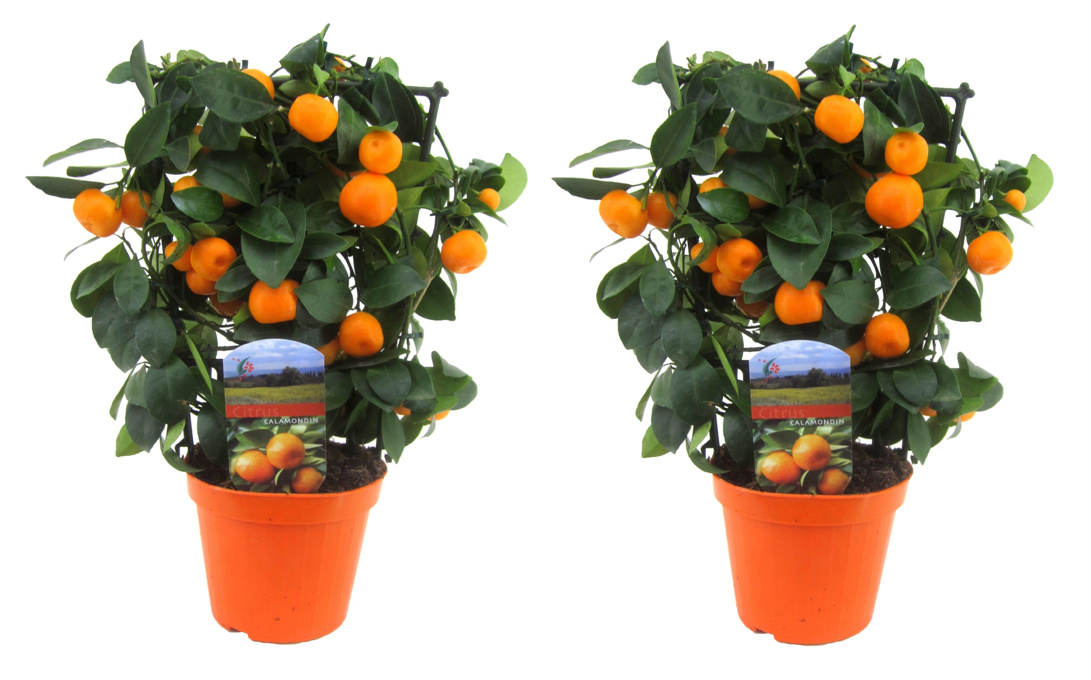 Plant in a Box - Méditerranée Mix de 4 - Citrus calamondin, Citrus