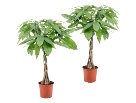 Plantas Verdes PLANT IN A BOX Pachira Aquatica Conjunto de 2 Pote 17Cm Altura 60-70Cm