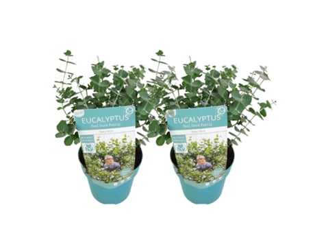 Arbustos PLANT IN A BOX Eucalyptus Pulverulenta 'Baby Blue' Conjunto de 2 Pote 15Cm Altura 35-45Cm