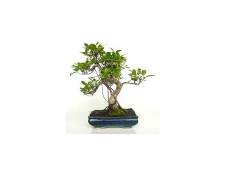 Bonsai Ficus Retusa 10 Anos