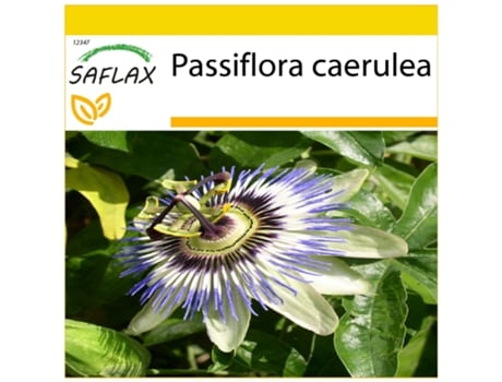 SAFLAX Conjunto de Cultivo Maracujá Azul Passiflora Caerulea 25 Sementes com Mini Estufa Substrato de Cultivo e 2 Vasos