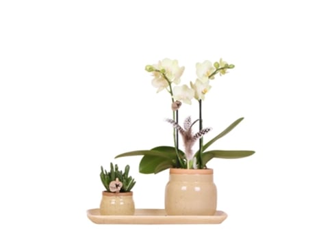 KOLIBRI ORCHIDS Conjunto de Plantas Verdes com Orquídea Phalaenopsis Amarela em Vasos Ornamentais Vintage e Tabuleiro de Bambu