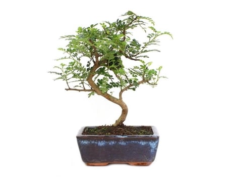 Bonsai Zanthoxylum Piperitum Sp. 6 Anos