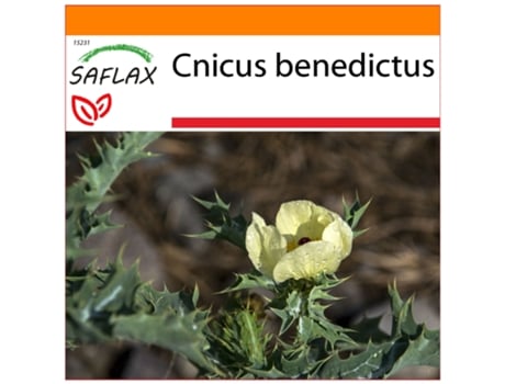 SAFLAX Garden In The Bag Erva Abençoada Cnicus Benedictus 50 Sementes com Substrato de Cultivo em Saco Prático e Automontante