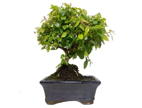 Bonsai Sageretia Theezans 5 Anos Ameixa Chinesa