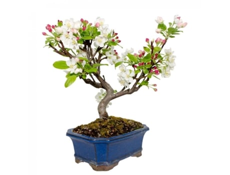 Bonsai Malus Sp. 8 Anos, Macieira