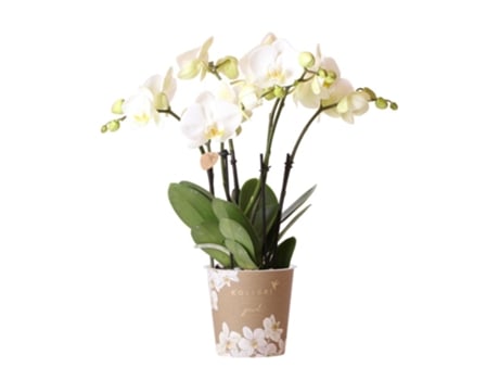 KOLIBRI ORCHIDS Orquídea Phalaenopsis Branca Jewel Ghent Tamanho Do Vaso 12Cm Recém-Chegada Do Produtor