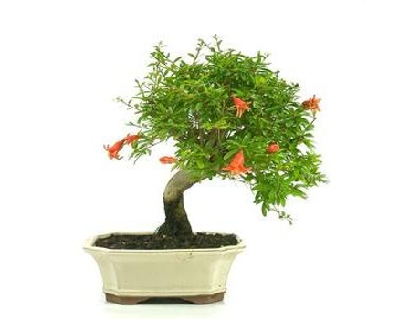 Bonsai Punica Granatum 7 Anos Romãnzeira