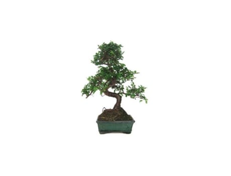 Bonsai Zelkova Parvifolia 6 Anos Ulmeiro Chinês