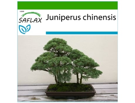 SAFLAX Zimbro Chinês Juniperus Chinensis 30 Sementes com Substrato de Cultivo Livre de Germes