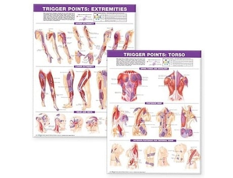 Livro Trigger Point Chart Set Torso amp Extremities Lam de Anatomical Chart Company (Inglês)