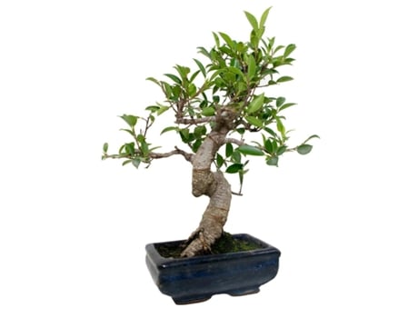 Bonsai Ficus Retusa 6 Anos