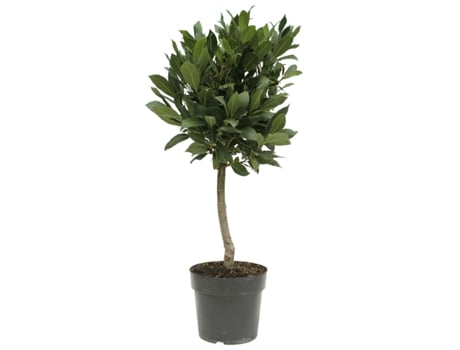 Loureiro VIPLANT Laurus Nobilis 50 Cm Altura