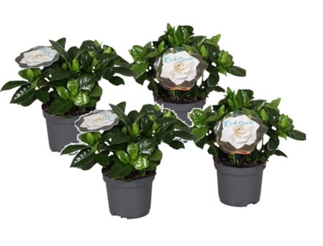 Plantas com Flores PLANT IN A BOX Gardenia Jasminoides Conjunto de 4 Pote 13Cm Altura 20-30Cm