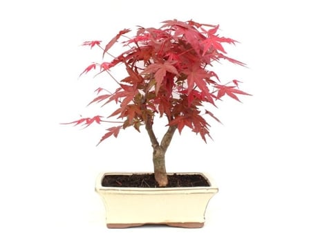 Bonsai Acer Palmatum Desfolho 9 Anos Arce