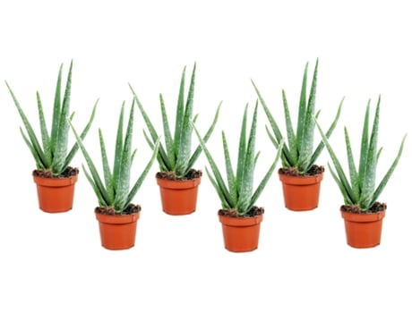 Cactos e Suculentas PLANT IN A BOX Aloe Barbadensis Conjunto de 6 Pote 10.50Cm Altura 25-40Cm