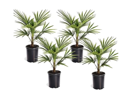 Palmeiras PLANT IN A BOX Trachycarpus Fortunei Conjunto de 4 Pote 15Cm Altura 35-45Cm