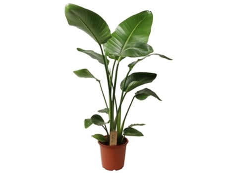 Plantas Verdes PLANT IN A BOX Strelitzia Nicolai Conjunto de 1 Pote 21Cm Altura 90-110Cm